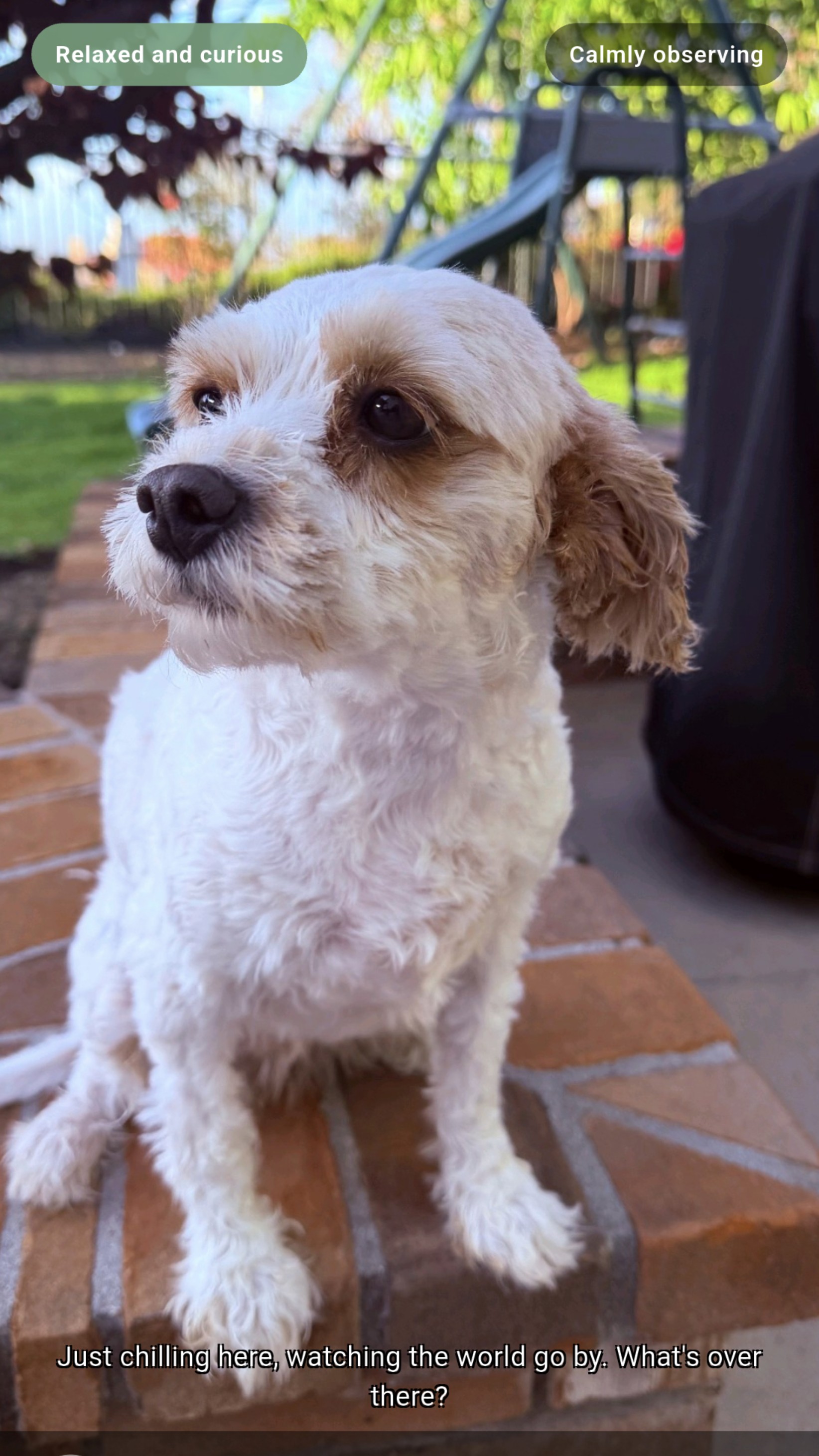 Your pet has something to say