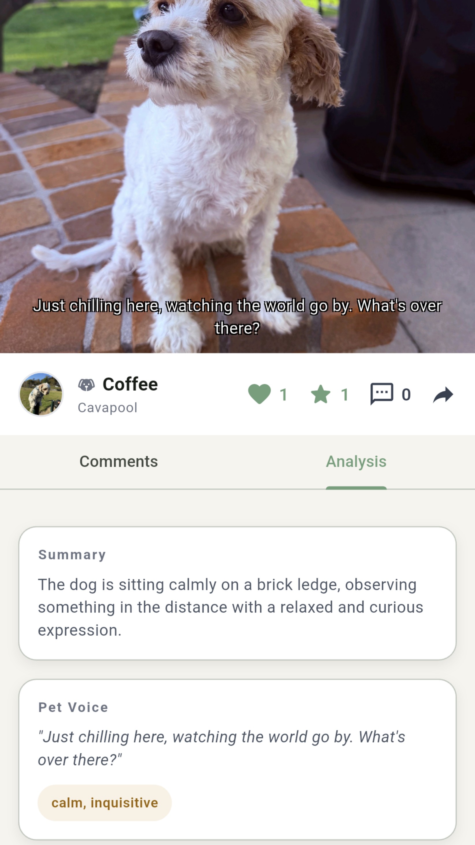 Paworld analysis: summary, pet voice, and traits