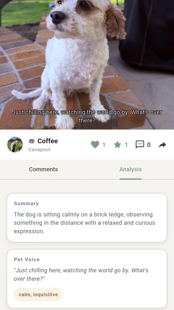 Paworld analysis: summary, pet voice, and traits